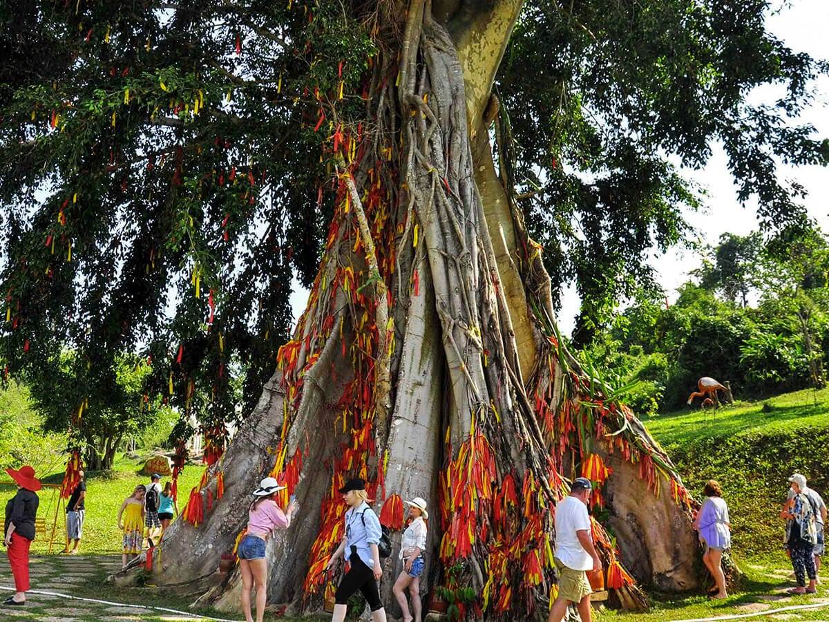 вековое дерево в парке в парке янгбей